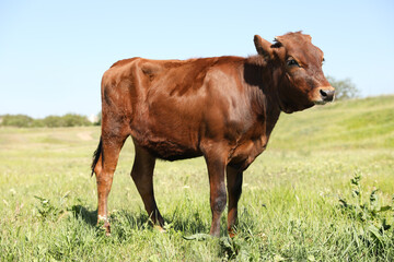 Naklejka na ściany i meble Cute brown calf on green pasture. Animal husbandry
