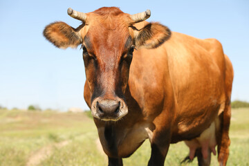 Naklejka na ściany i meble Beautiful brown cow outdoors on sunny day. Animal husbandry
