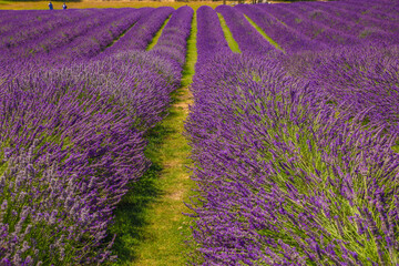 Fototapeta na wymiar Field of lavender. Blooming violet fragrant lavender flowers. Lavender field landscape.