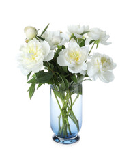 Beautiful blooming peonies in vase isolated on white