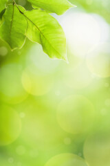 Beautiful abstract natural background. Closeup nature view of green leaf on blurred greenery background in garden.