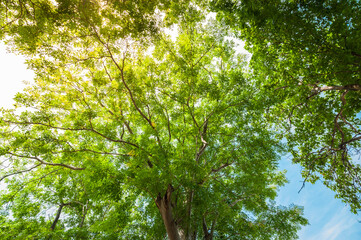 Forest trees. nature green wood, sunlight backgrounds.
