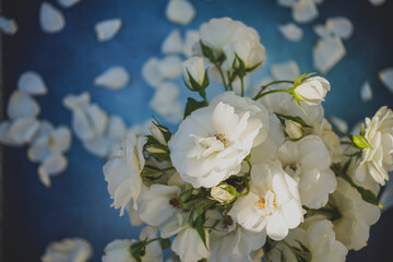bouquet of white roses on blue background