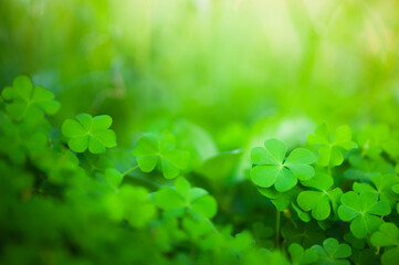 Leaf Clover or Water clover in the Field for St. Patricks Day.