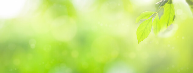 Abstract natural banner background. Closeup nature view of green leaf on blurred greenery background in garden with copy space for text. Cover page concept.