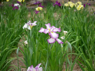 菖蒲の花々