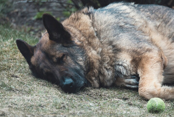 Dog Taking a Nap Tiring from Playing with a Ball