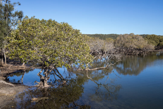 Mangrove Trees growing in lagoon