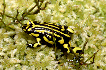 Northern Corroboree Frog on Sphagnum Moss