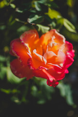 colorful orange rose in the garden