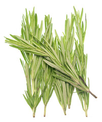 Rosemary on white
