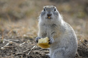 Little gopher eats an Apple