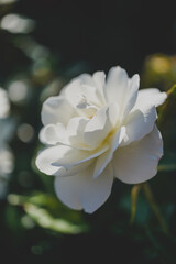 white rose in garden