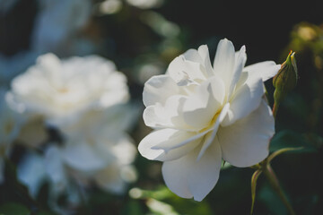 Obraz na płótnie Canvas white roses in the sunlight