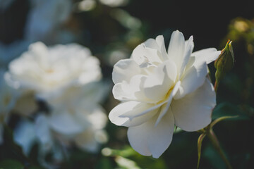 white roses in the sunlight