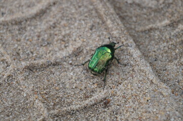 rose chafer photographed close-up on a background of sand with wheel marks