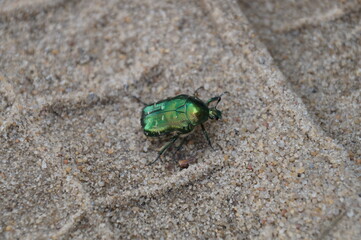 rose chafer photographed close-up on a background of sand with wheel marks