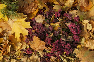 Bright burgundy flowers of Sedum among yellow autumn foliage