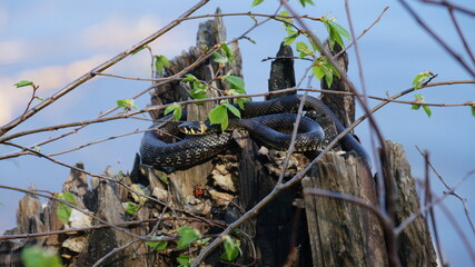 Natrix natrix basking in the sun on the old rotten stump with wood mashrooms and bug soldiers against a blue sky