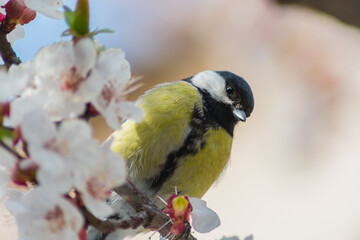 Beautiful yellow little bird sits on a branch with white flowers and looks down