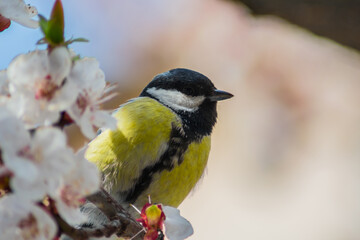 Beautiful yellow little bird sits on a branch with white flowers and looks right