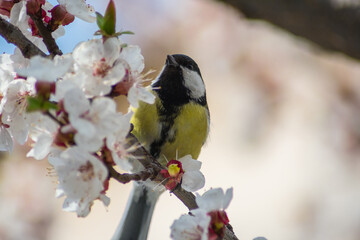 Beautiful yellow little bird sits on a branch with white flowers and looks up