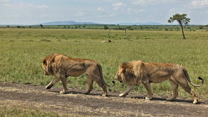 Wild and free lions go synchronously one after another along the dirt road of the reserve. Strong muscles, clean smooth fur, athletic build. In the distance, two more lions lie on the grass.