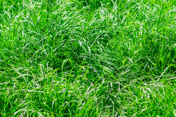 Photo of green grass on a clear very sunny day
