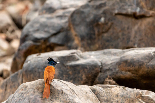 Indian paradise flycatcher or Terpsiphone paradisi or asian paradise flycatcher perched on the rocks in natural cool place at ranthambore National Park rajasthan India
