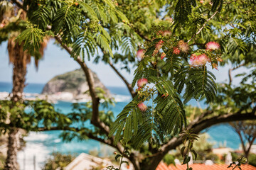 Flower in Sant'Angelo, Ischia island