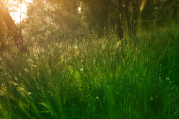 Fototapeta na wymiar abstract dreamy photo of forest meadow at sunset