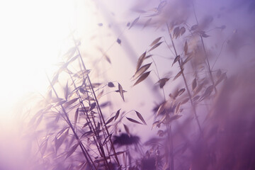 abstract dreamy photo of forest meadow at sunset