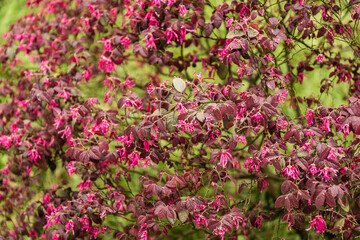 flower background colorful nature