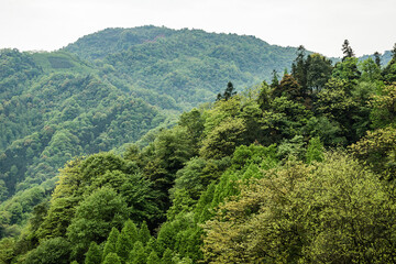 mountain forests cloud green tree