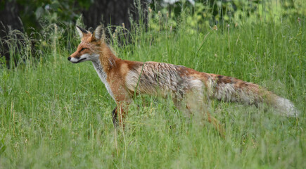 red fox in the wild