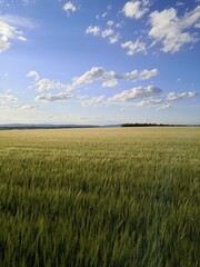 Fototapeta premium Gerstenfeld