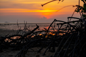Mangrove forest silhouette with the sunset sky in Koh Phanagn, Surat Thani, Thailand.selective focus