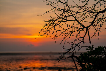 Mangrove forest silhouette with the sunset sky in Koh Phanagn, Surat Thani, Thailand.selective focus