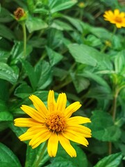  close up of wedelia flower in the garden