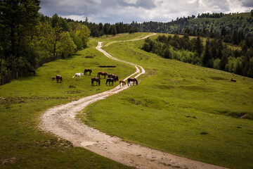 Beautiful horses on a green landscape. Comanesti, Romania.