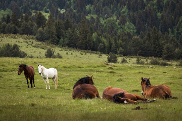 Beautiful two horses playing on a green landscape with fir trees in background. Comanesti, Romania.