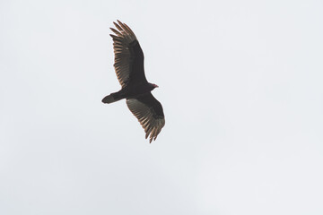 Turkey Vulture flying in the sky.     Vancouver, BC, Canada
