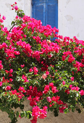 Fototapeta na wymiar Pink bougainvillea flowers surrounding a window in Santorini, Greece.