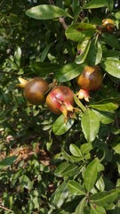 Two pomegranate fruit growing on a green branch