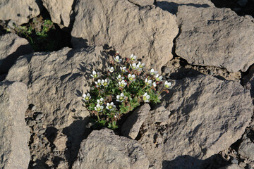 Flora of Kamchatka Peninsula: tiny white flowers of Saxifraga merkii growing among the stones in area of Gorely volcano, top view
