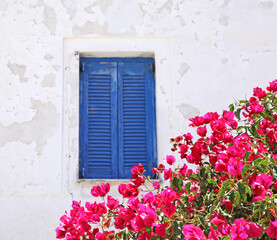Fototapeta na wymiar Pink bougainvillea flowers surrounding a window in Santorini, Greece.