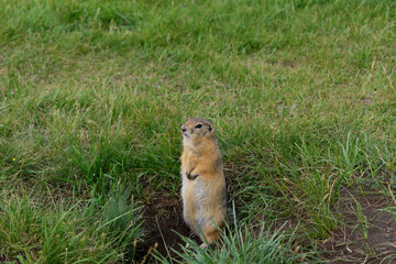 Naklejka na ściany i meble Ground squirrel stands near a hole. Brown light fur. Green grass and earth. Concept of alertness, home protection, warning.