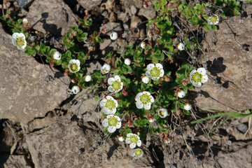 Flora of Kamchatka Peninsula: a close up of tiny flowers of saxifrage (Saxifraga merkii or Micranthes merkii) growing in area of Gorely volcano, top view. Rockfoil flowers in the mountains