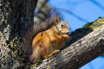 squirrel eating nut