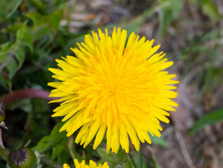 dandelion in the grass